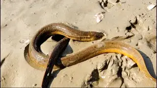 Best Eel Fishing | Boy Hunting Eel Fish From Very Deep Fish Hole By Hand