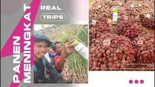PUPUK TUNGGAL MAKRO AMIFOL-K