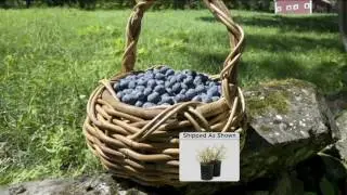 Cottage Farms 2-pc Top Hat Blueberry Collection on QVC