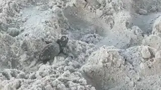 Rescued Loggerhead Sea Turtle Hatchling Crawling to the Water at Delnor-Wiggins in Naples, Florida