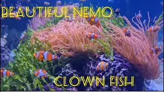 Beautiful NEMO Fish, Clown Fish,Marine Fish 🐠# COSMOS SPECIES 🌍💕