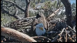 Big Bear Eagle Cam ~ Shadow Incubates For The First Time 3.7.19