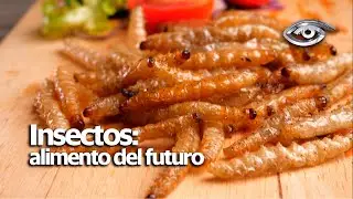 Insects: Food of the Future - Day by Day - Teleamazonas