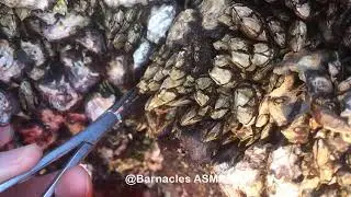 Barnacle ASMR - My daily work at sea (episode 51 )