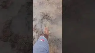 Stepping through a muddy paddy field 🌾🦶 | Pure nature, pure silence | #SilentSteps