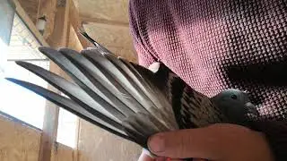 11 primary flights pigeon - 11 remige principale   