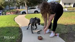 Pit Bull Training | Moana | Compton, CA