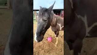 Safe Grass Types for Horses in Spring