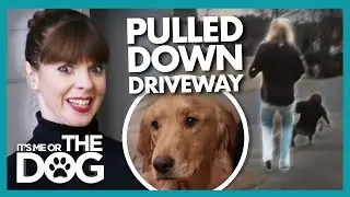 Dogs with Zero Boundaries 'Pull Like Huskies' on Walks! | It's Me or The Dog