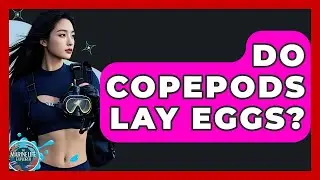 Do Copepods Lay Eggs? - The Marine Life Explorer