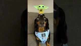 Harlso balances Yoda!