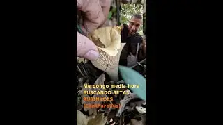 Media hora buscando Cantharellus (Rusinyols) Brotada &Eacute;pica de Setas