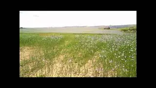 The Flax Field