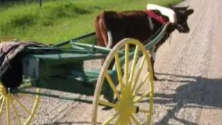 Single Ox: Training on Stud Cart