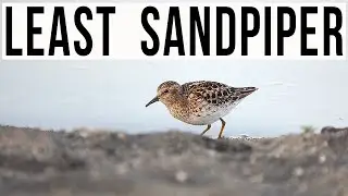 LEAST SANDPIPER: How to Identify The Smallest Shorebird in the World (A New Life Bird For Us!)