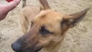 Приют 