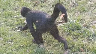 🐒 - Colombian Black Spider Monkey | #Subscribe | #Lucky_Blake | #BirminghamWildlifeConservationPark