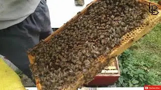 Fall Beehive Inspection resources
