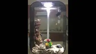Biorb life60 Marine conversion,