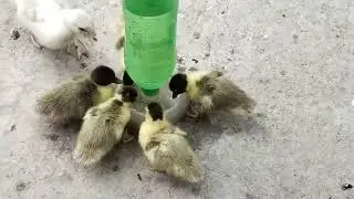 চিনা হাসের বাচ্চা 🦆 
