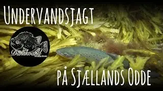 Undervandsjagt på Sj. Odde - Havørred - uvjagt