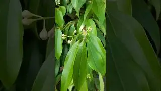 POHON KAYU MANIS ‼️ Cinnamomum Verum #kayumanis #Cinnamomumverum