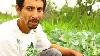 Agroflorestar no Contestado