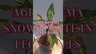 🌿 Propagating Aglaonema Snow White in LECA Balls 🌱✨️