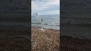 Seagull showdown at Brighton seaside #BrightonBirds #Seasidevibes