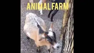 Animal Farm in New Jersey (Demarest farm)
