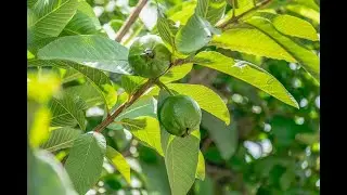 Is Guava Leaves The SECRET to Controlling Blood Sugar Naturally?guava, health ,Natural Remedy