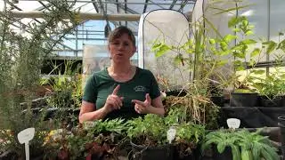 Welcome to our Noxious Weed ID Tour