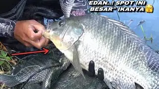 Mancing ikan nila di spot ini dapat banyak babon bikin jiwa meronta