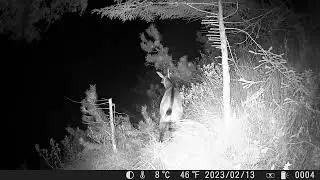 Gämse und Fuchs an der Felswand
