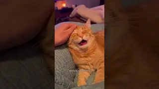 Как сделать массаж рыжему коту