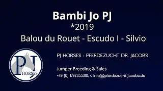 Bambi Jo PJ ~ Springpferde Verkauf ~ Jumper Sales Germany 