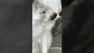 Osm cat