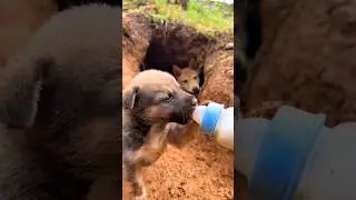 dog 🐕 puppy drinking milk #puppy #cute