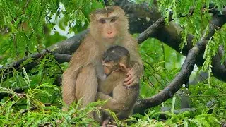 Poor Mother Monkey SARIKA hugs little Monkey SARO on the branch tree under the rain