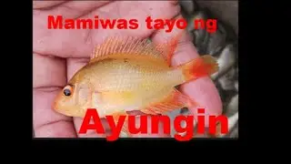 Mamiwas tayo ng Ayungin!/PahiritTVv52