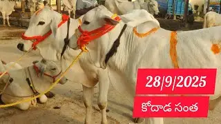 28/9/2025 కోదాడ సంత || Kodad Bulls market today #kodada santha today #milk Bulls