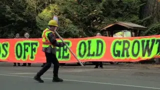The Ancient Forest Movement of BC