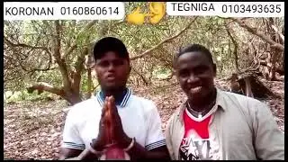 KORONA et TEGNIGA