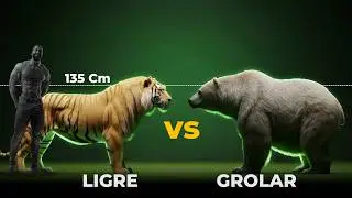 GROLAR vs LIGRE Una BATALLA de los Depredadores HÍBRIDOS Más Grandes del Planeta
