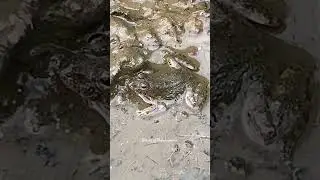 OMG!😱😱A Rare Mud Frog#viral #nature #frog