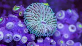 Подводный мир в ультрафиолете.The underwater world in the ultraviolet.