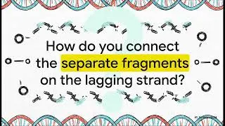 The Blueprint of Life: A Beginner's Guide to DNA Replication