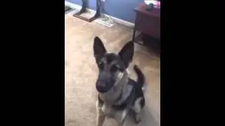 I love you dog