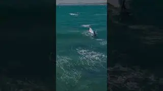 Wing foiling offshore is actually different😍 #loyaltothefoil   #viral #shorts #comedy #trending