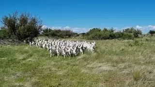 A group of Savanna goats AKA white gold